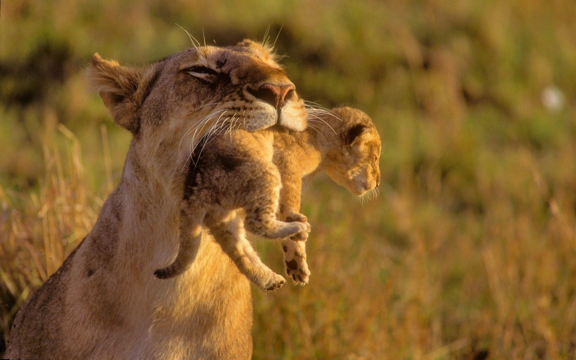 1920x1200 Lion Cub 07 2018