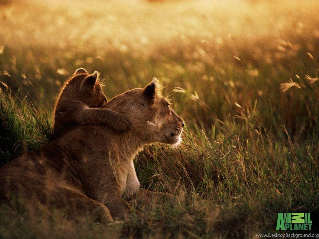 1024x768 Clip Art And Picture: Lion Cub Wallpaper Desktop Background
