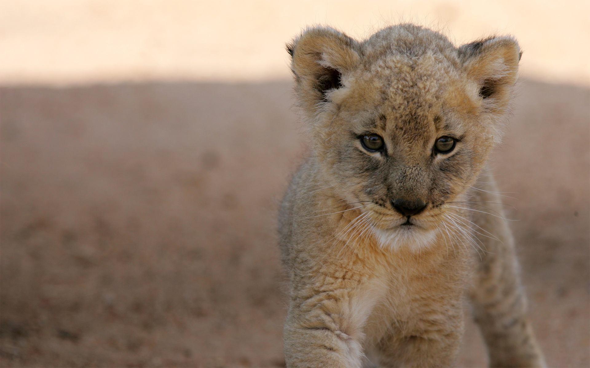 1920x1200 Baby Lion Wallpaper, Lion Cub Light Wallpaper