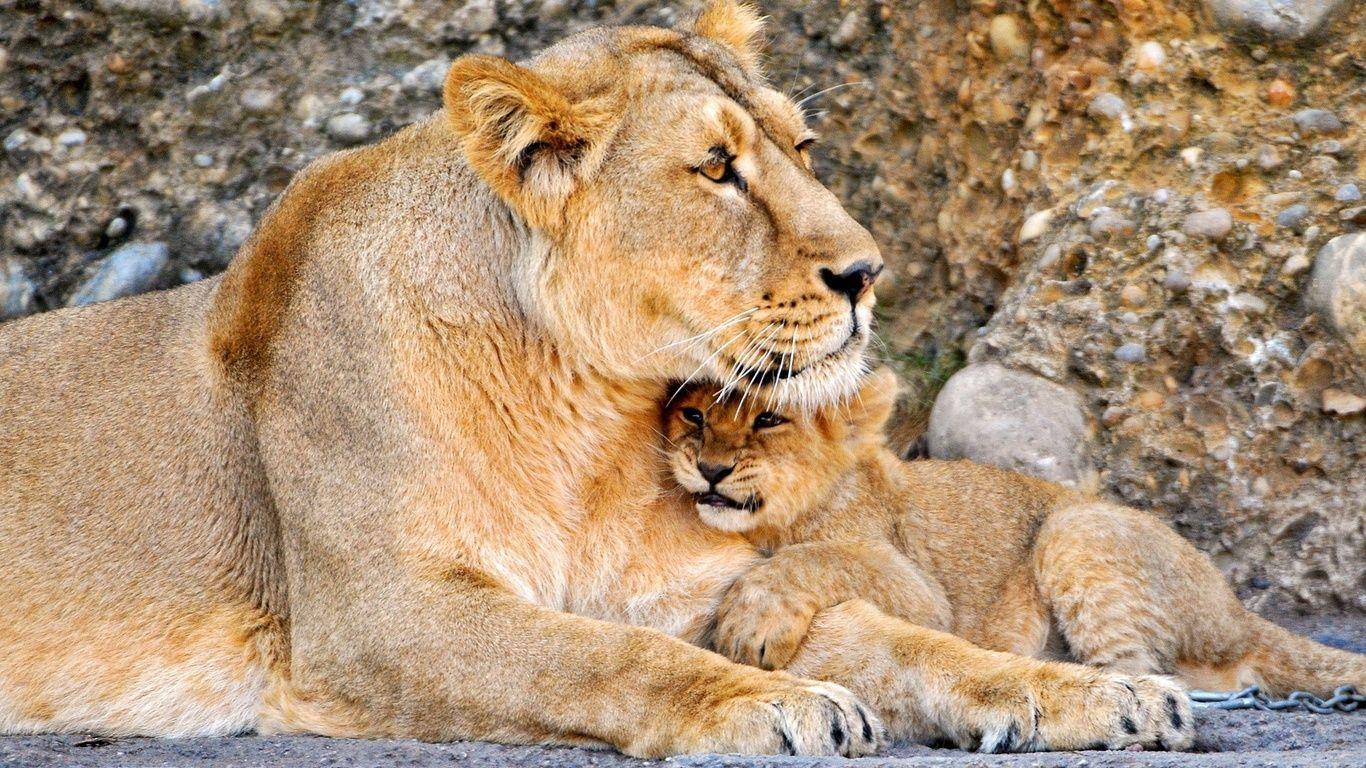 1366x768 Lion Cub Wallpaper 1366x768 px
