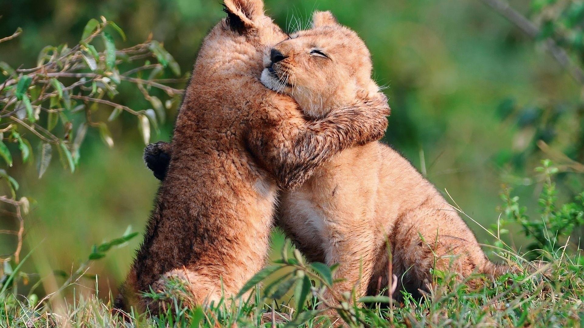 1920x1080 Lion Cubs Wallpaper