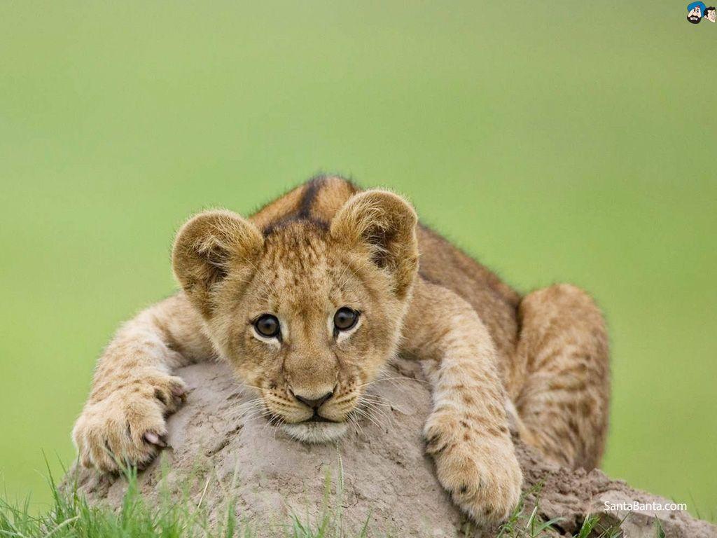 1024x768 Lions Wallpaper