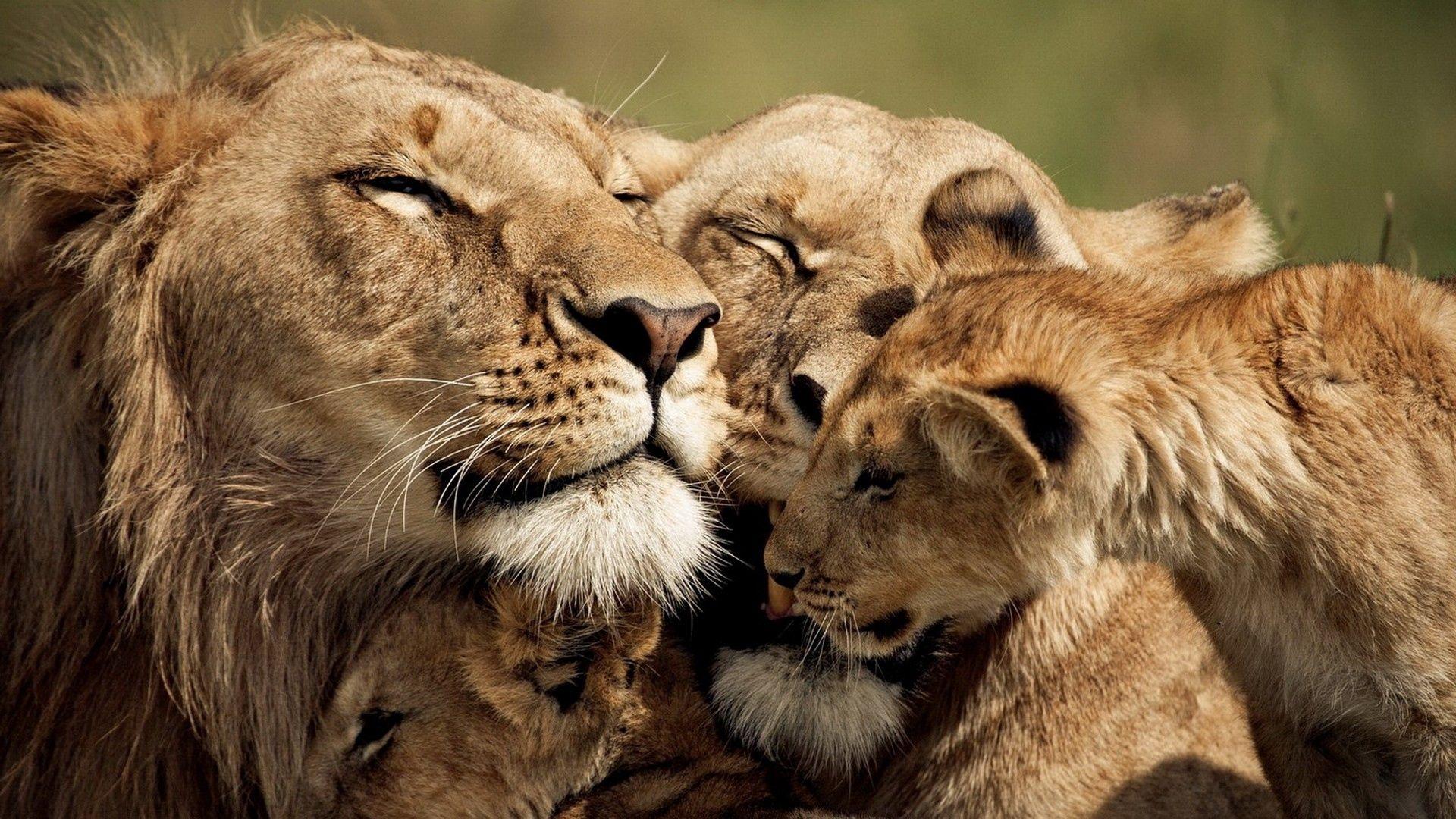 1920x1080 Download wallpaper 1920x1080 lion, cub, caring, tender