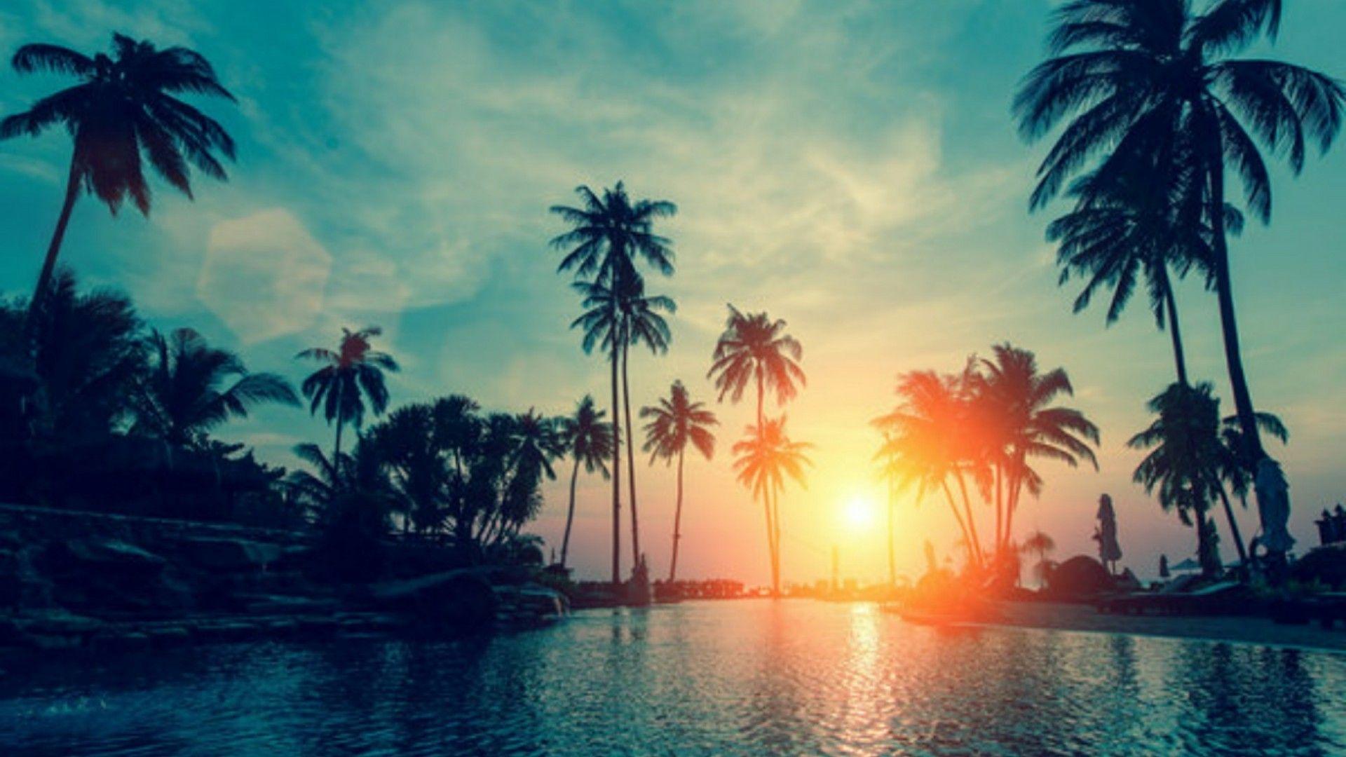 1920x1080 Palm Tree Wallpaper