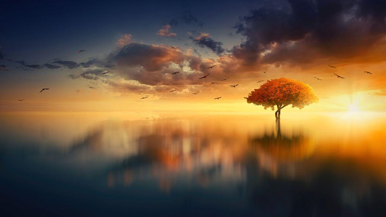 Tree Sunrise Wallpapers - Top Free Tree Sunrise Backgrounds ...