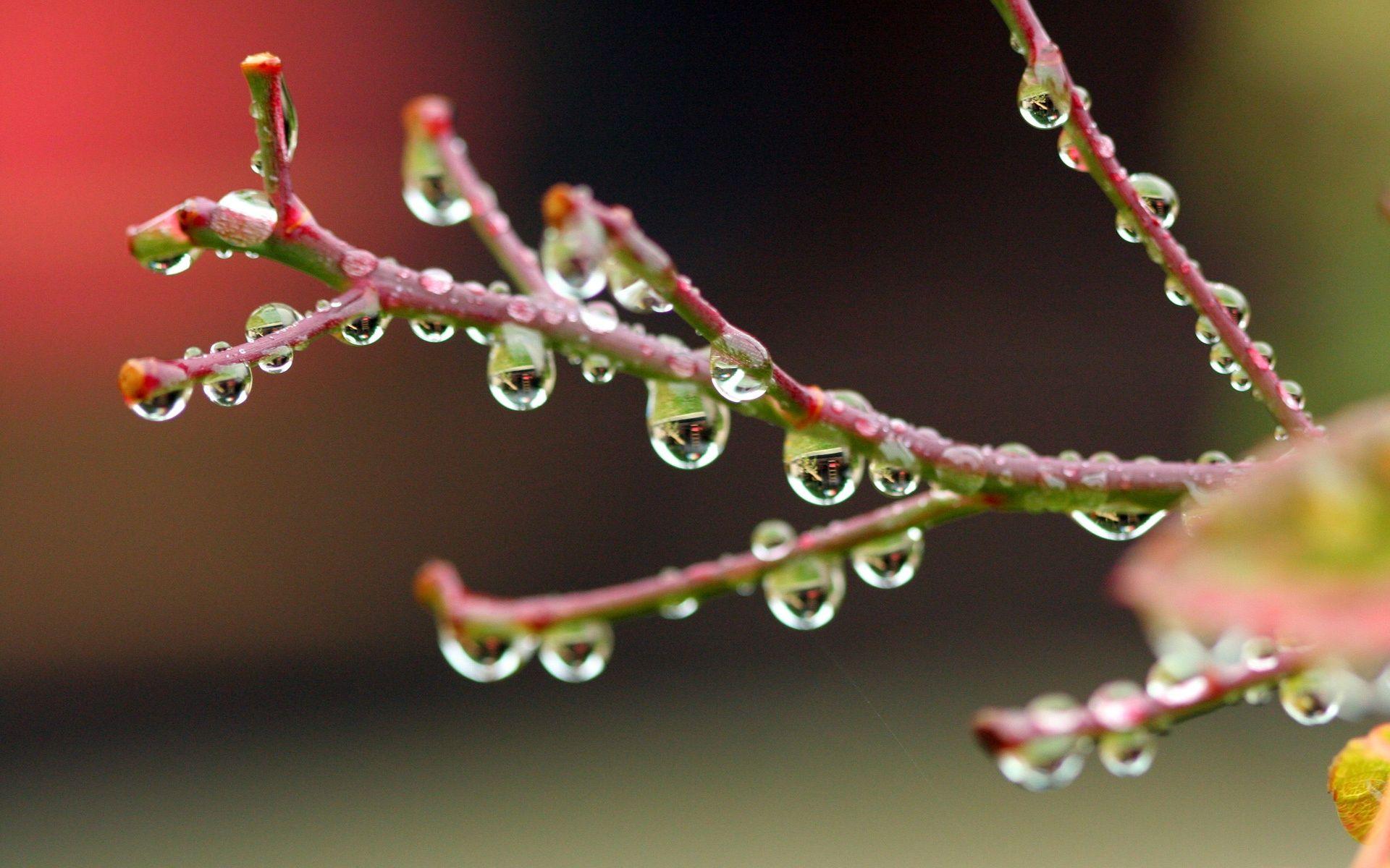 1920x1200 Raindrop Wallpaper for Desktop