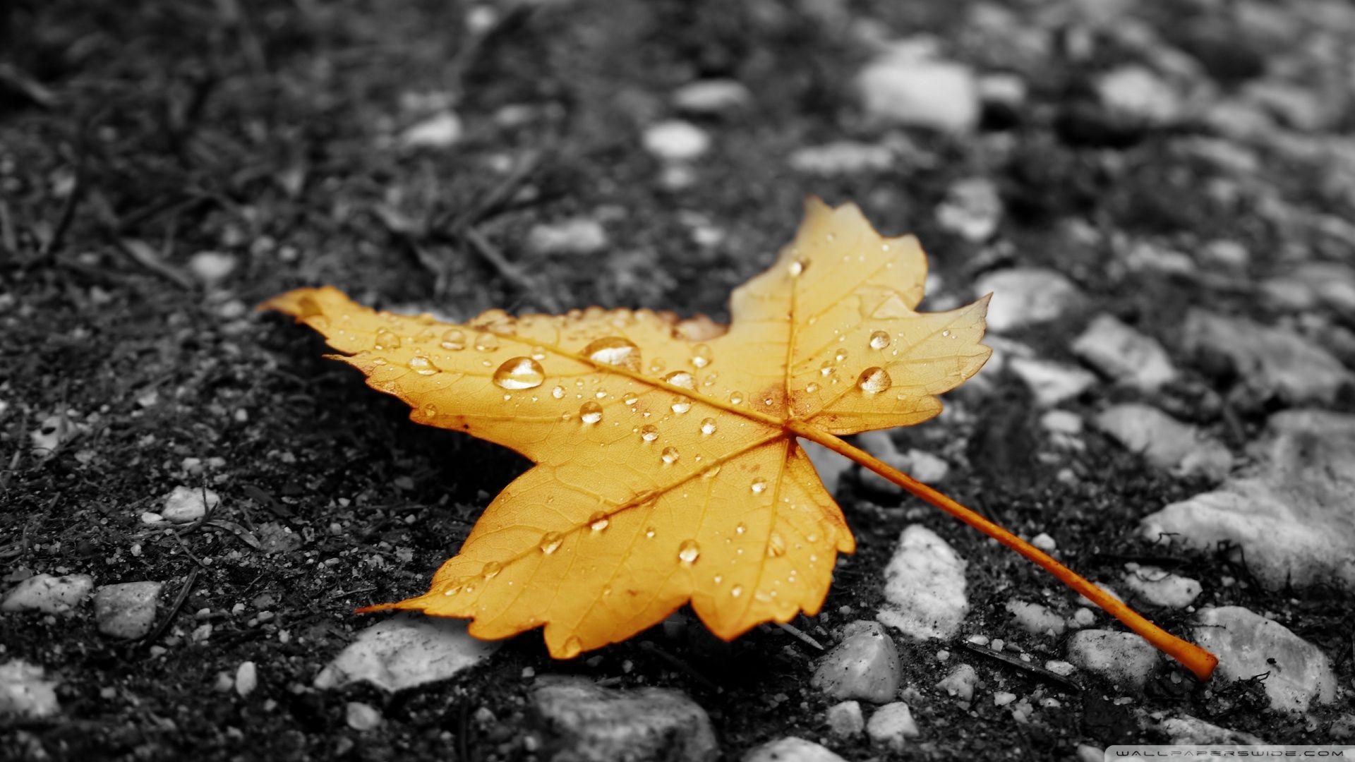 1920x1080 Raindrops On Fallen Leaf ❤ 4K HD Desktop Wallpaper for 4K