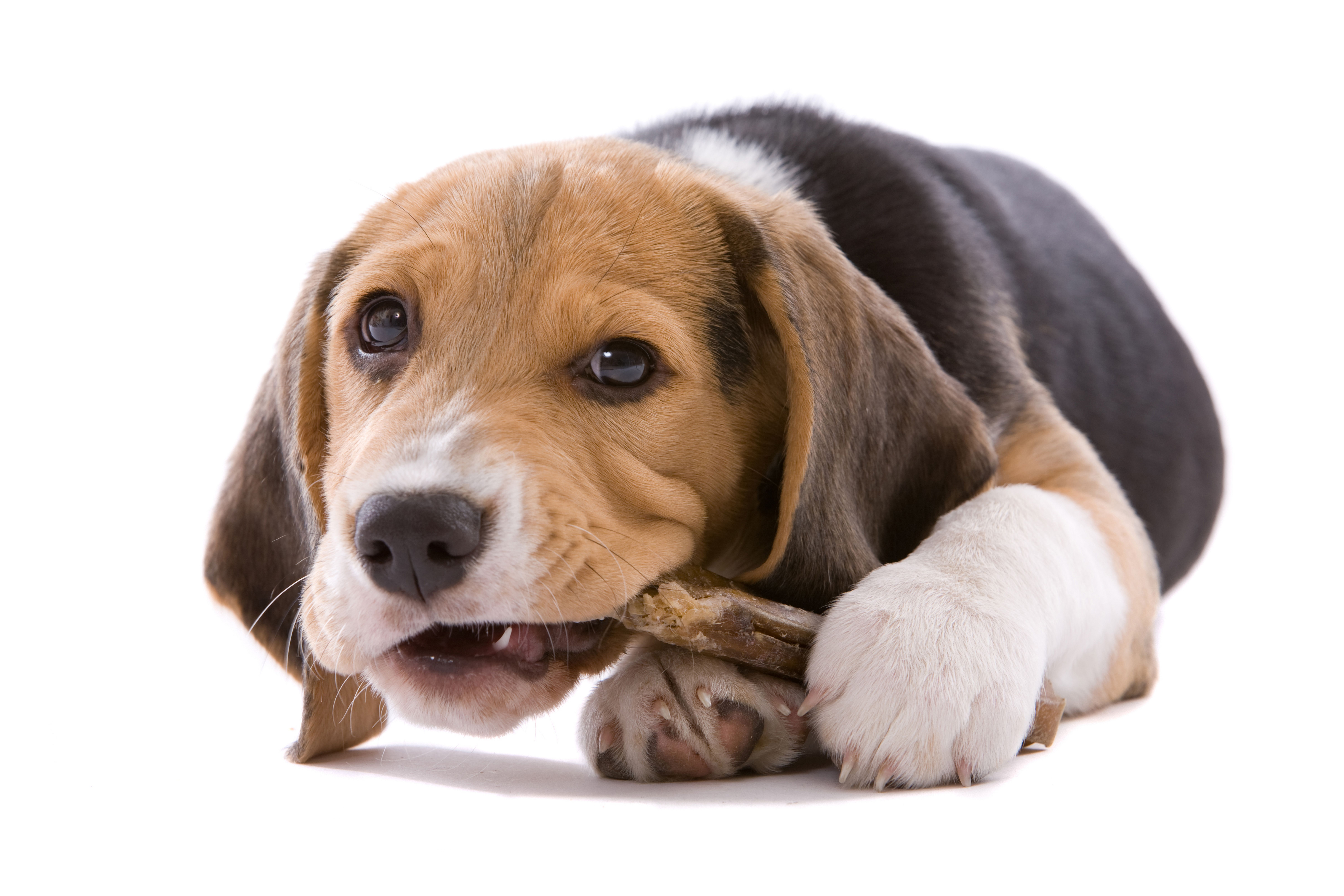 9636x6424 Dog Animal Beagle 8k Ultra HD Wallpaper