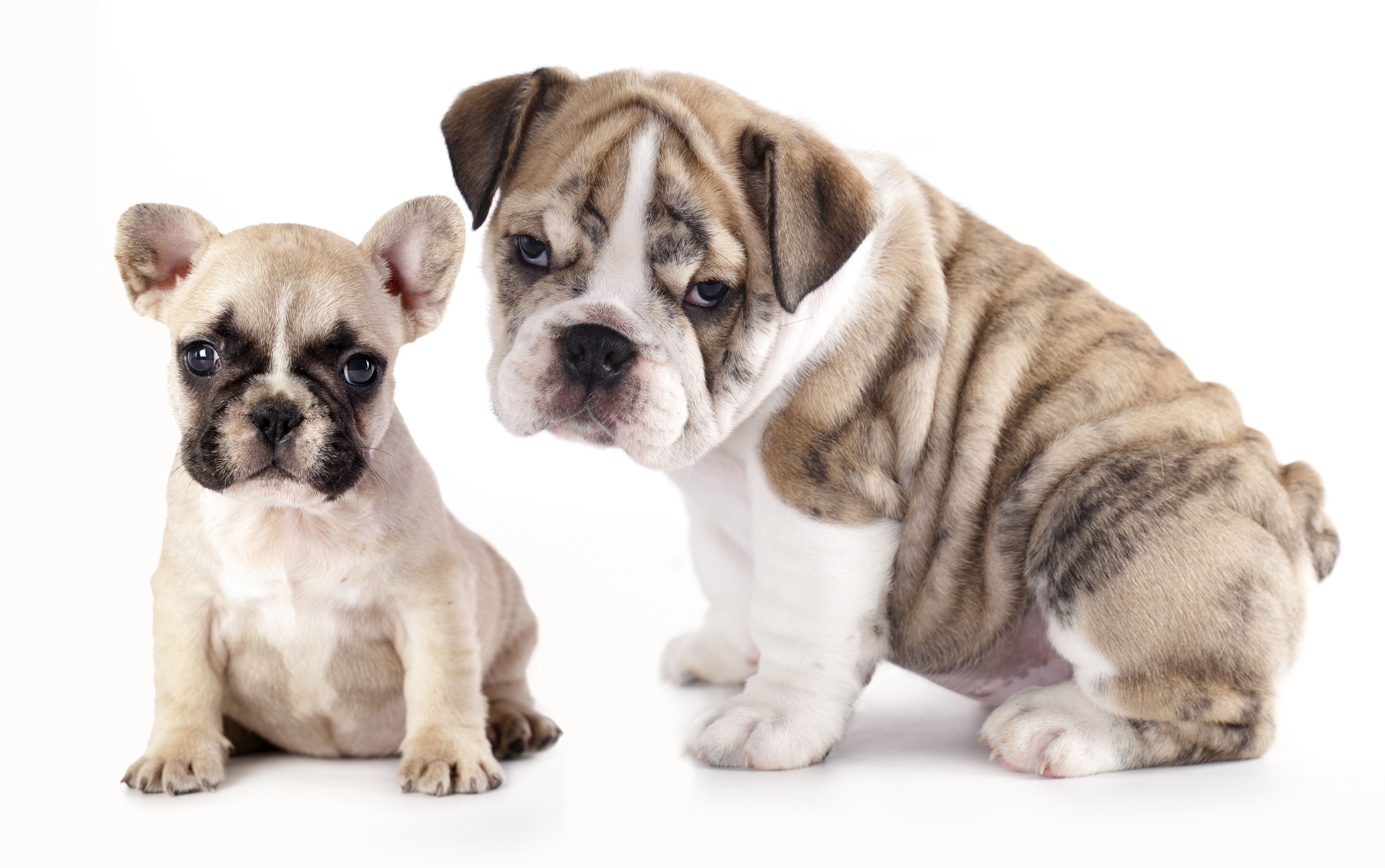 8000x5014 Animal Puppy 8k Ultra HD Wallpaper