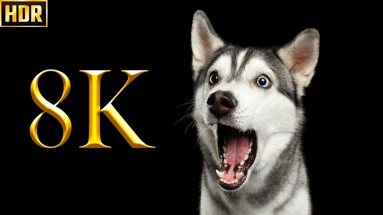 1280x720 Cute Dogs Collection 8K HDR 60FPS DEMO