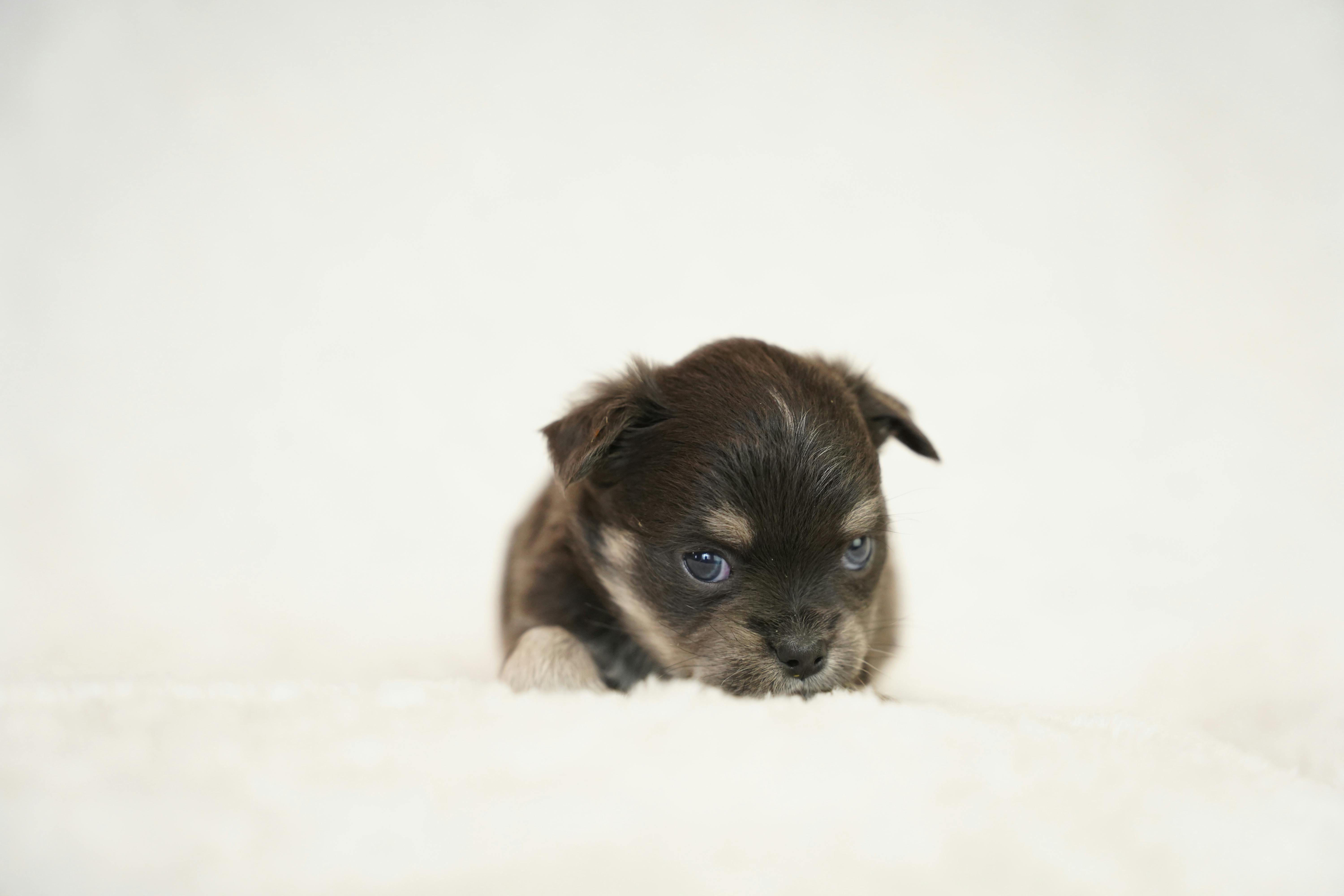 6000x4000 Dog Wallpaper Photo, Download The BEST