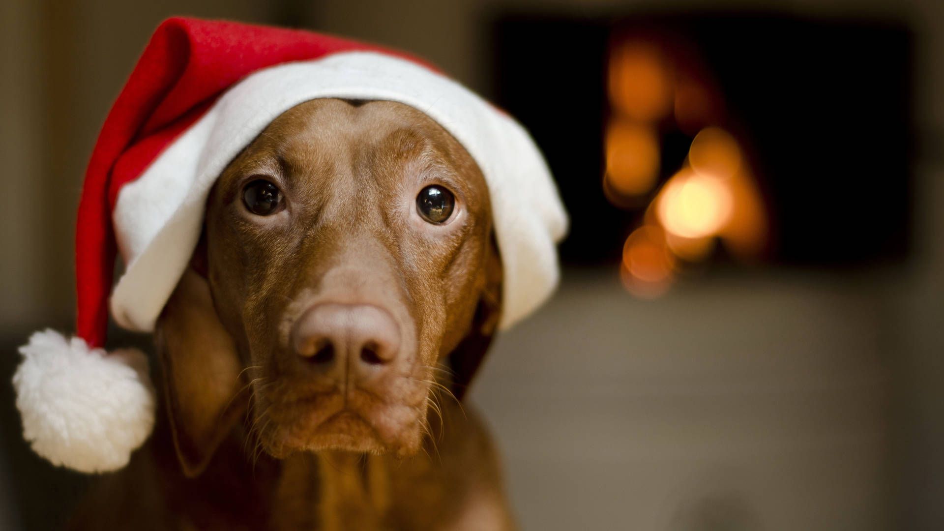 1920x1080 8k Christmas Vizsla Dog Wallpaper