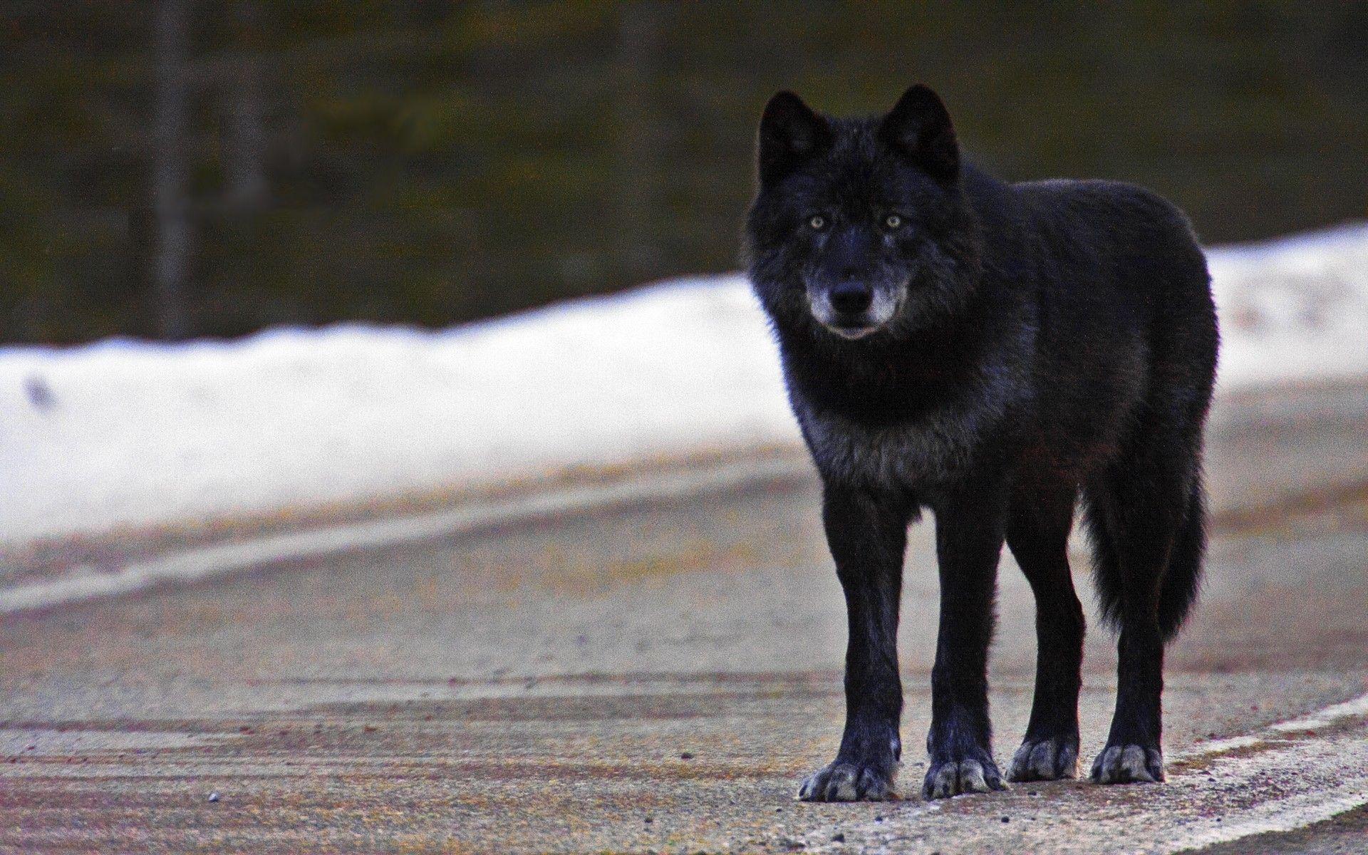 1920x1200 Black Wolf Wallpaper