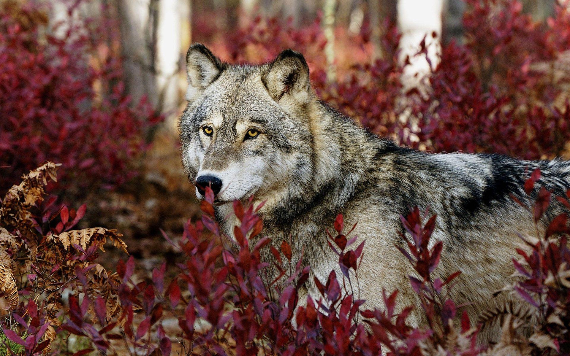 Red Wolf Wallpapers Top Free Red Wolf Backgrounds WallpaperAccess