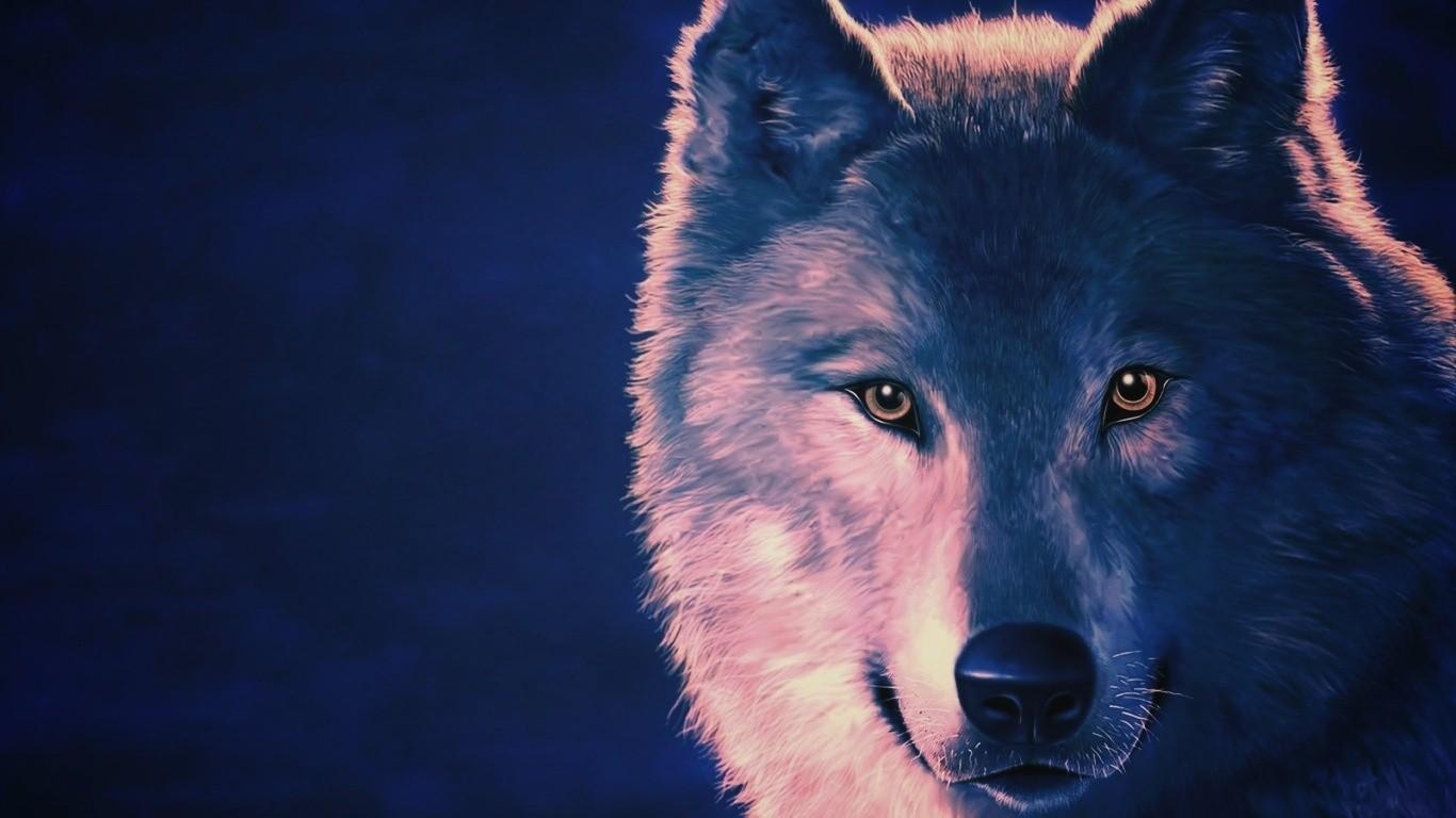 Most Beautiful HD Wolf Wallpapers - Top Free Most Beautiful HD Wolf ...