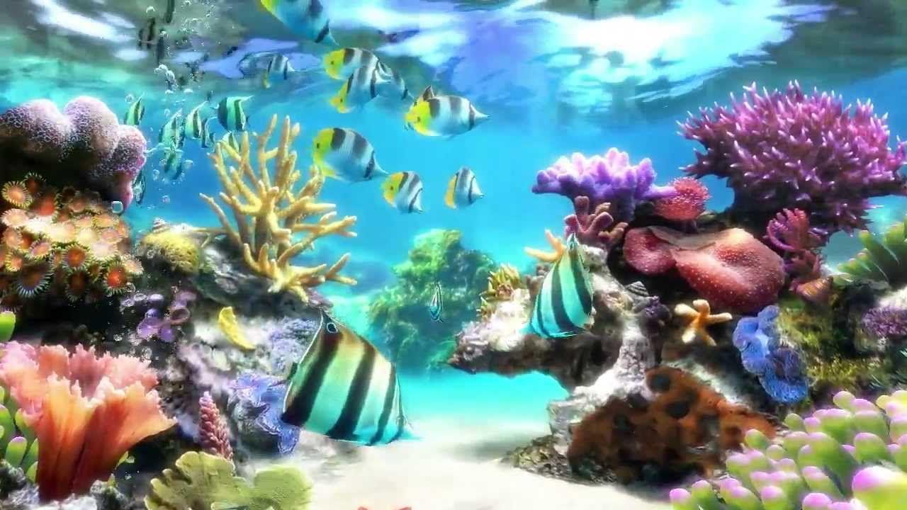 1280x720 Fish Tank Wallpaper