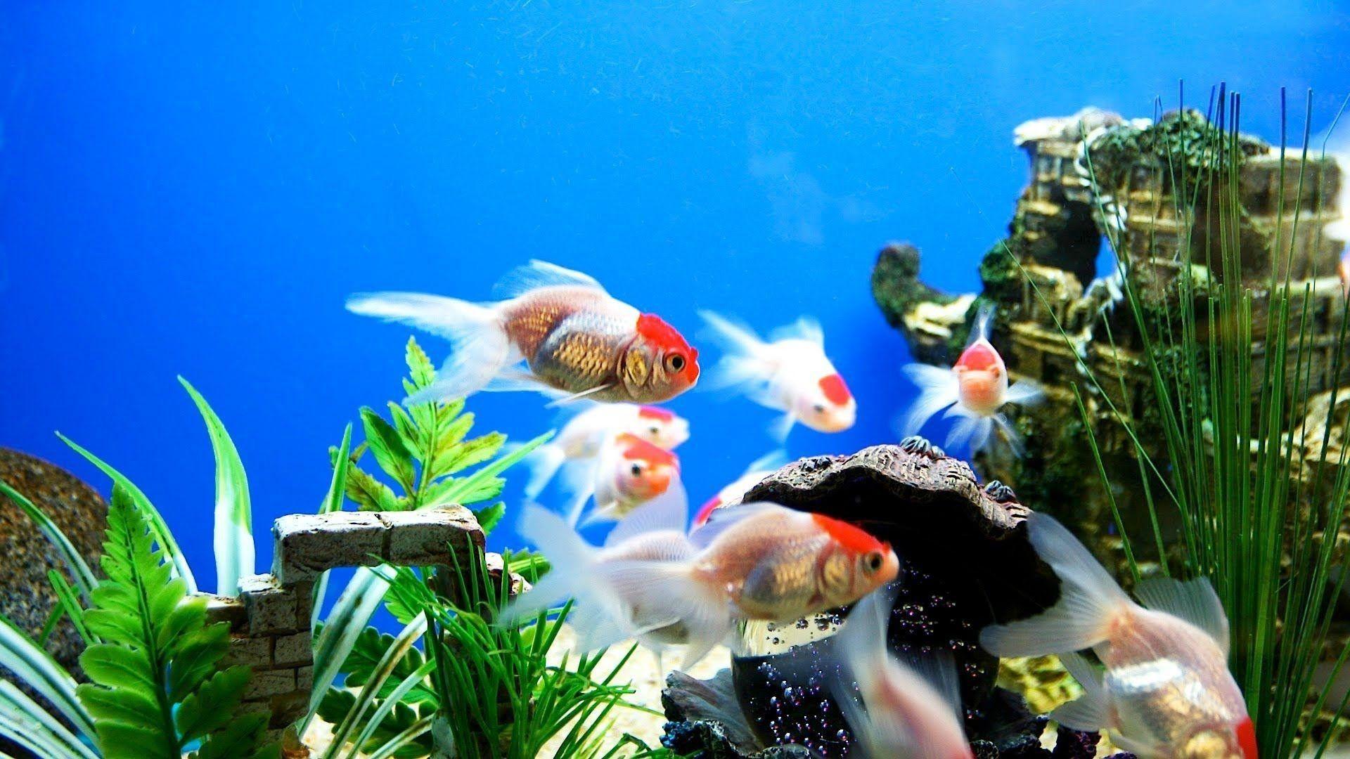 3d Fish Aquarium Wallpaper Free Download For Pc : +42 Wallpaper ...