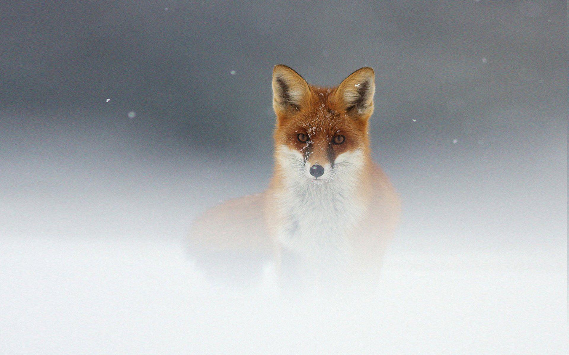 1920x1200 Fox HD Wallpaper and Background Image