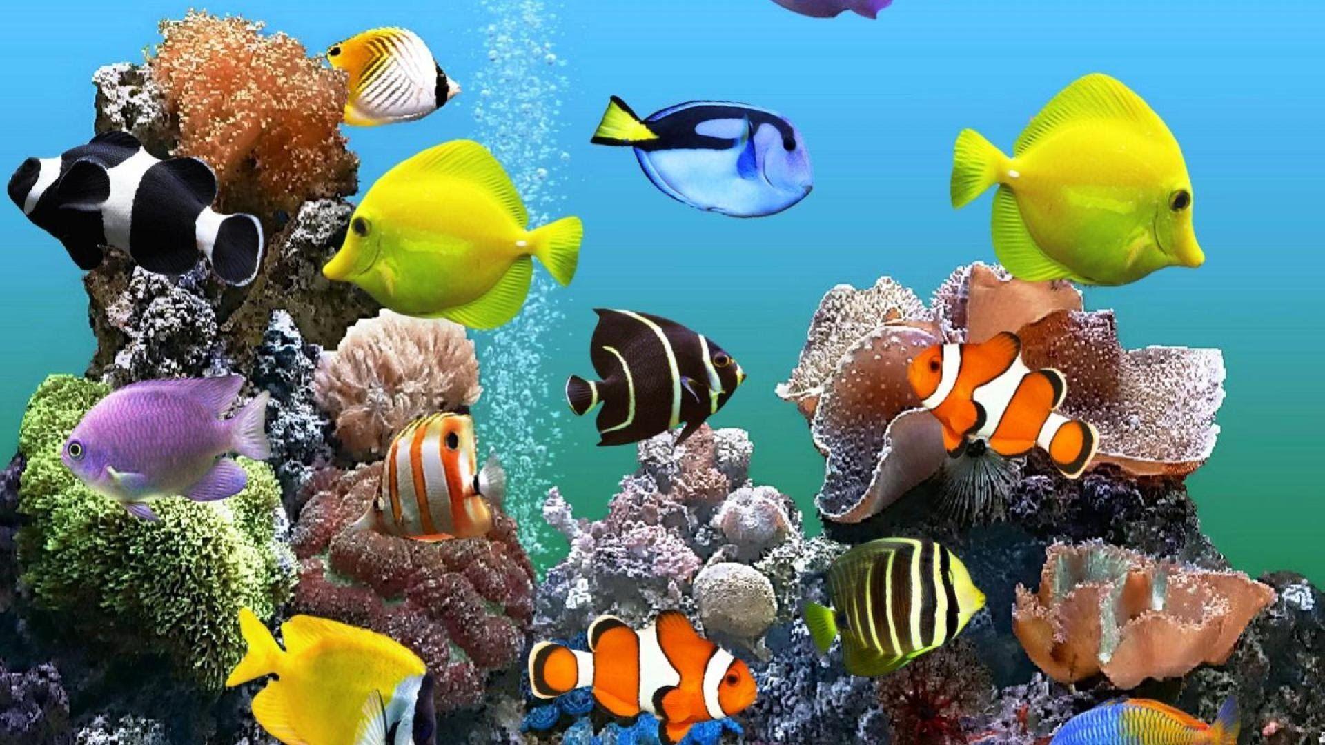 Cartoon Aquarium Wallpapers - Top Free Cartoon Aquarium Backgrounds
