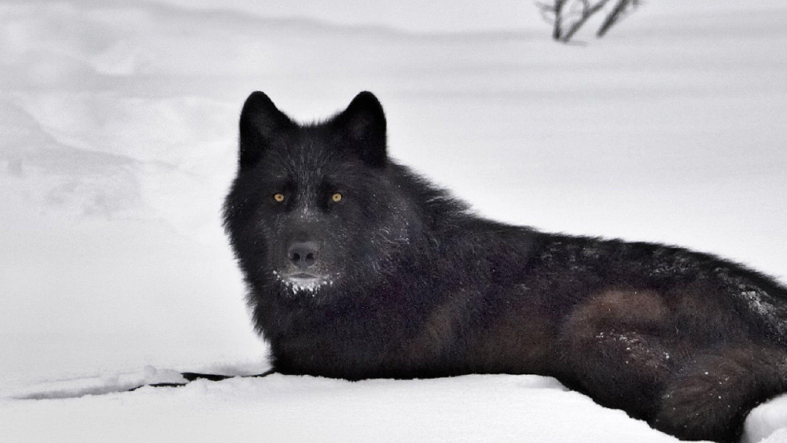 2560x1440 Black Wolf Wallpaper
