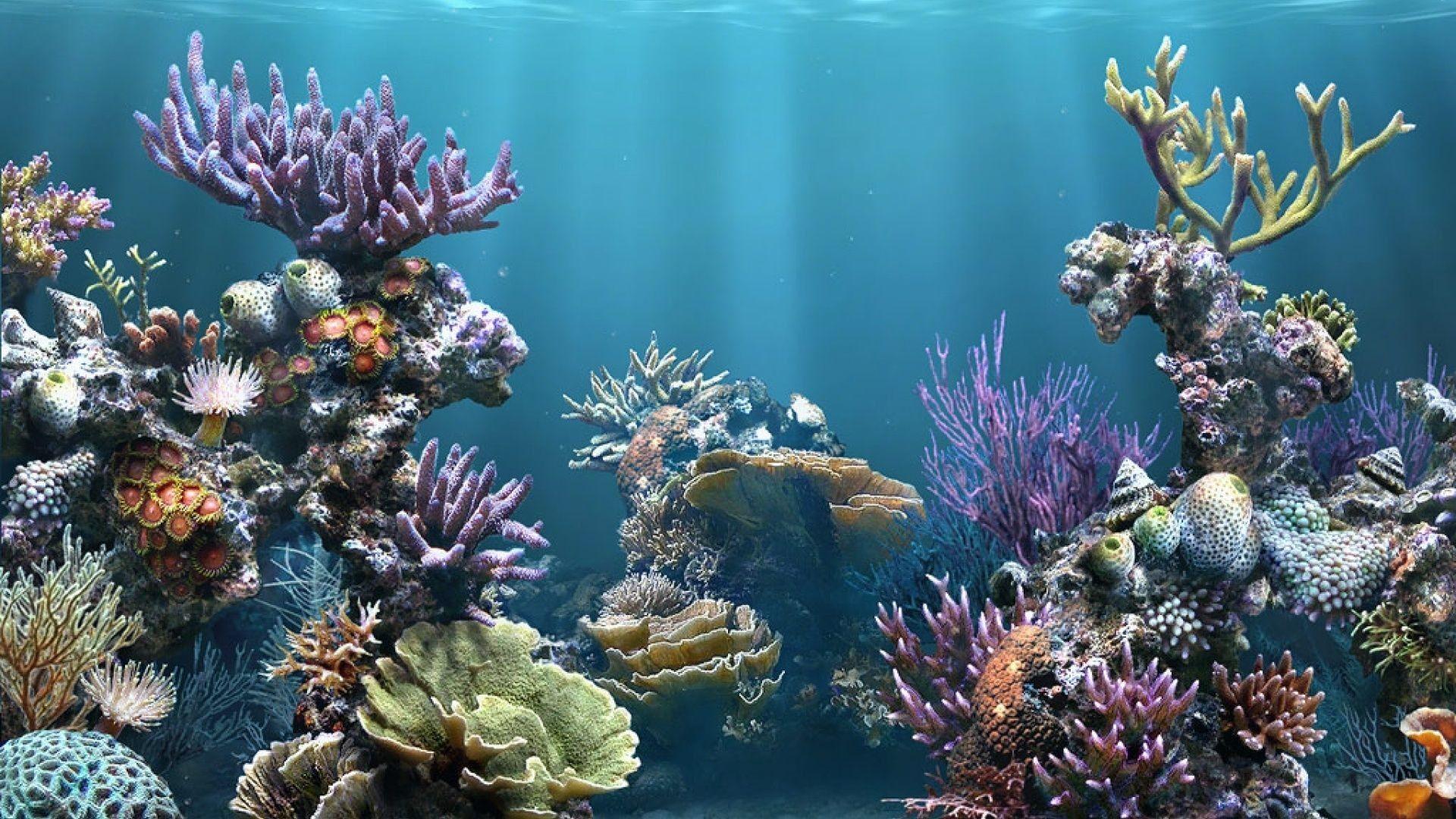 Aquarium Computer Wallpapers Top Free Aquarium Computer Backgrounds Wallpaperaccess
