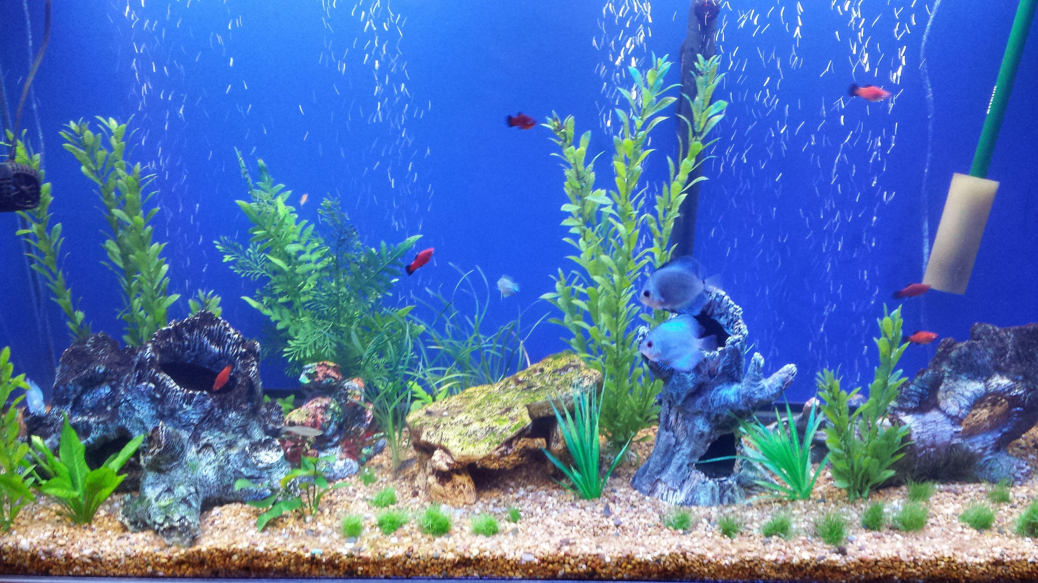 4128x2322 Fish Tank Wallpaper