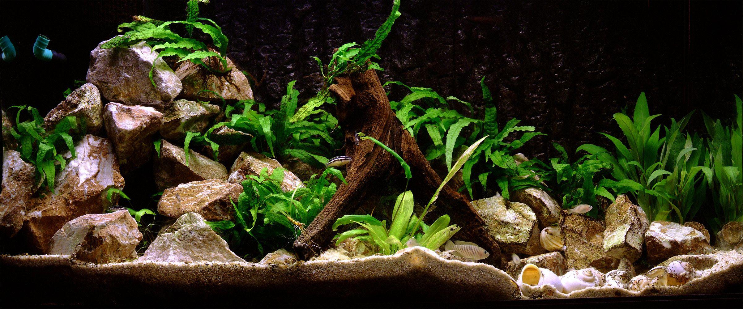 2403x1000 Free download Aquarium Wallpaper Amazing Aquarium Background