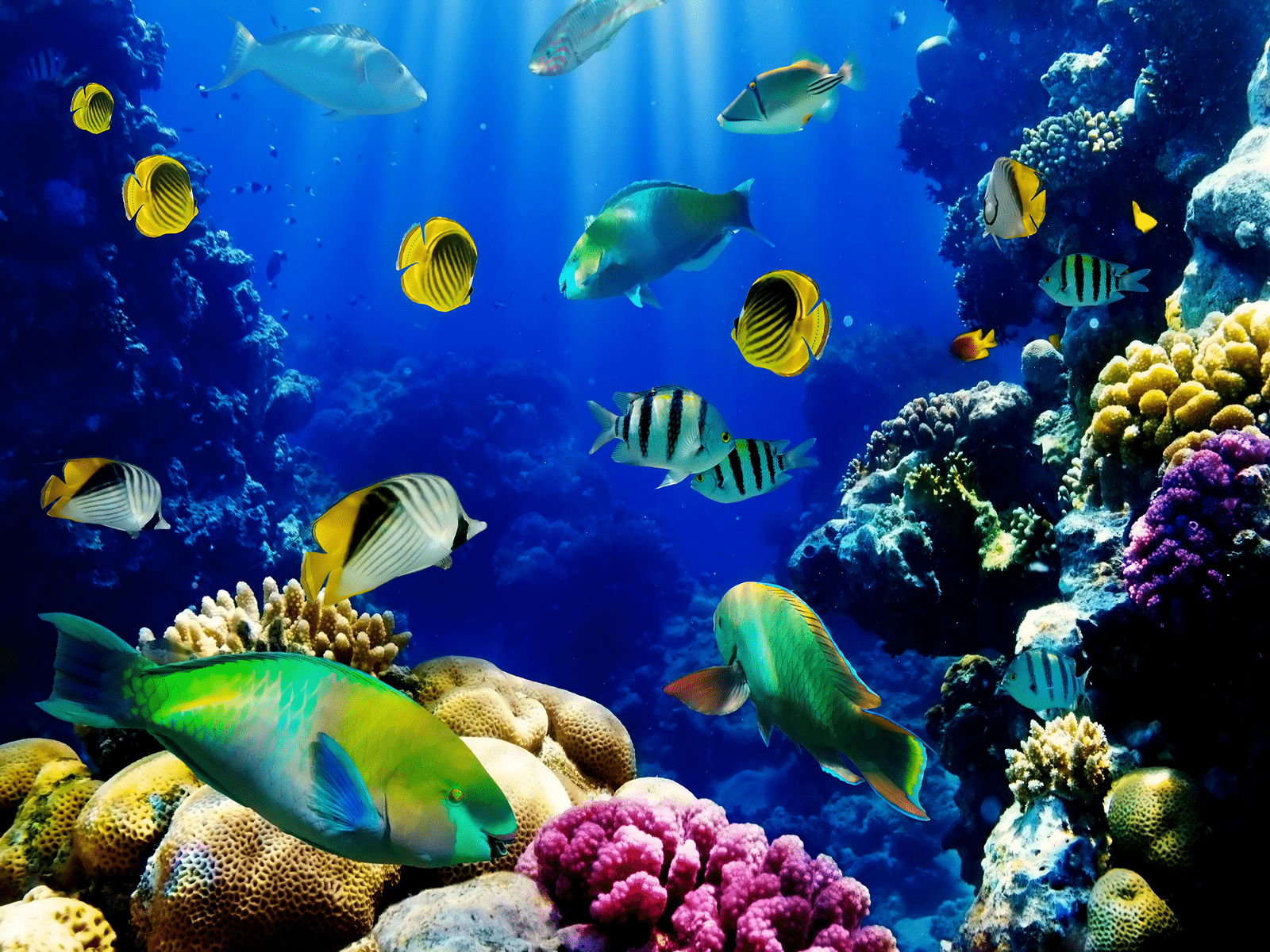 free marine aquarium screensaver download