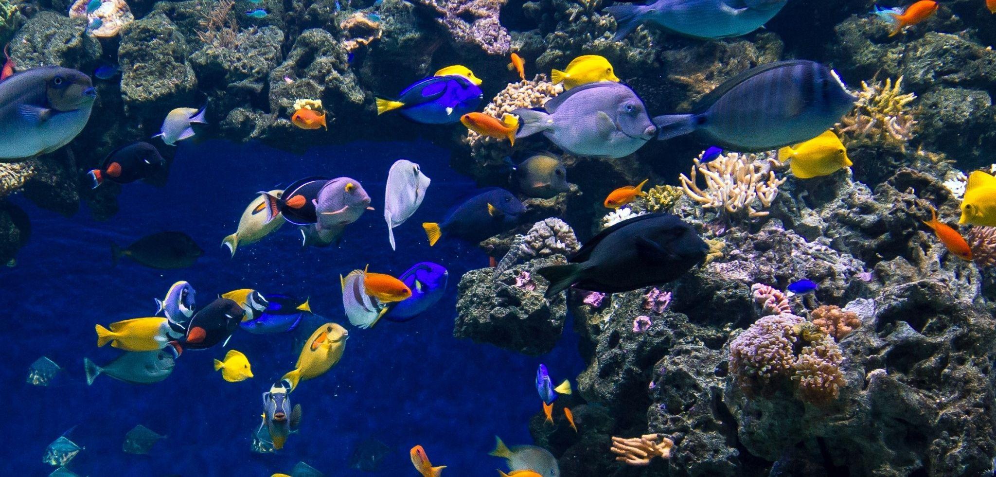 2048x981 aquarium wallpaper for desktop background. Other