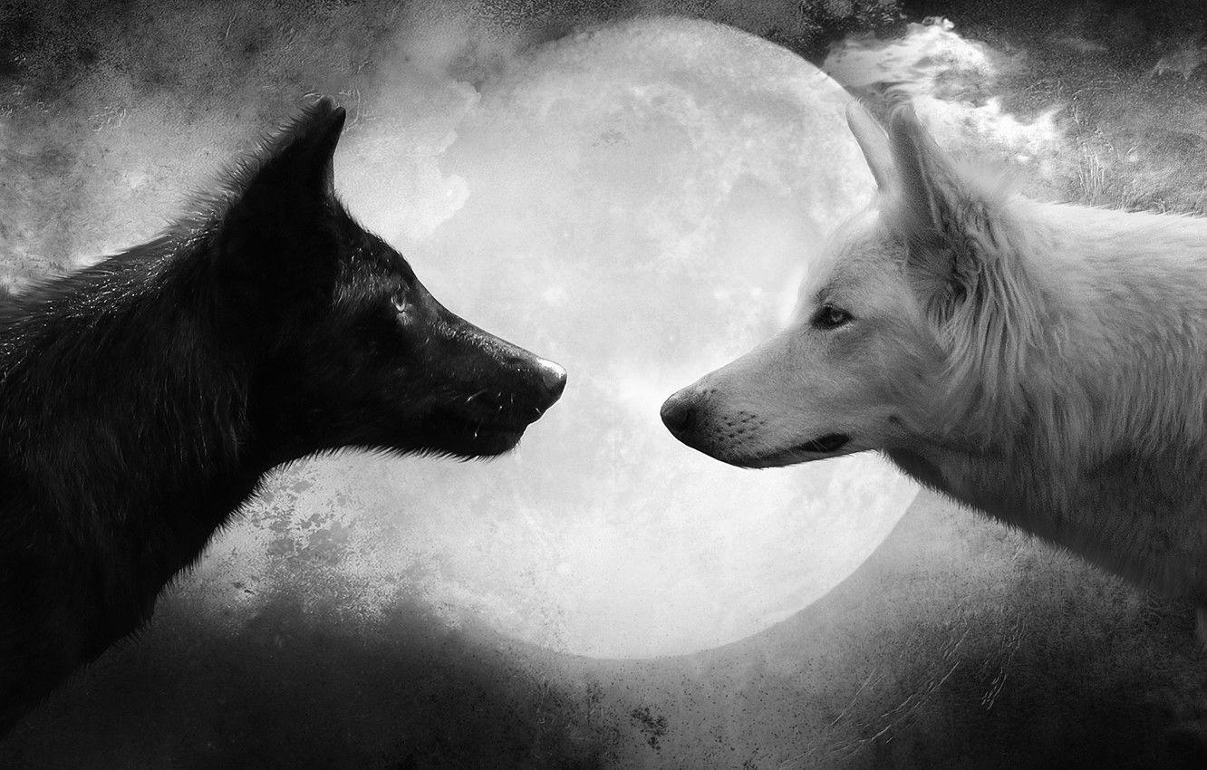 1332x850 Wallpaper white, the moon, black, wolf image for desktop