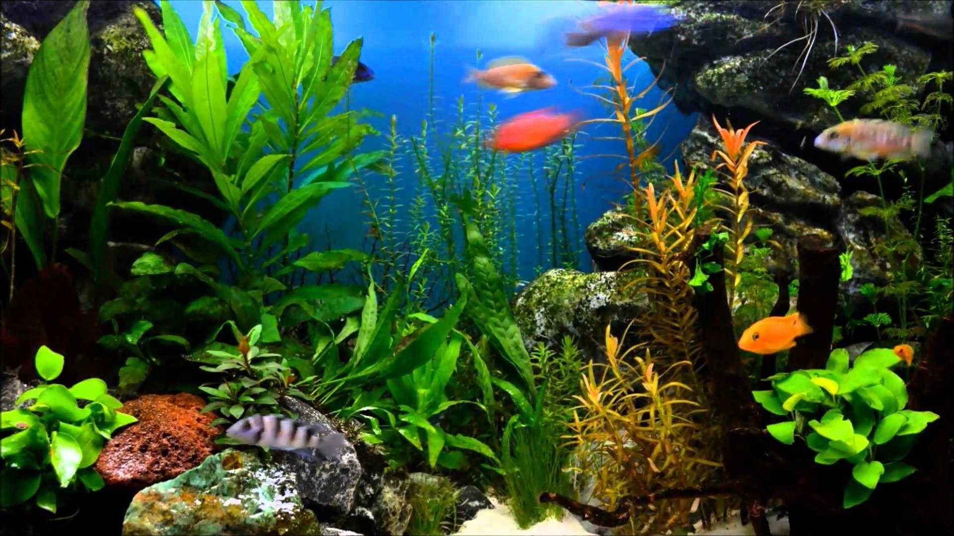 desktop aquarium wallpaper