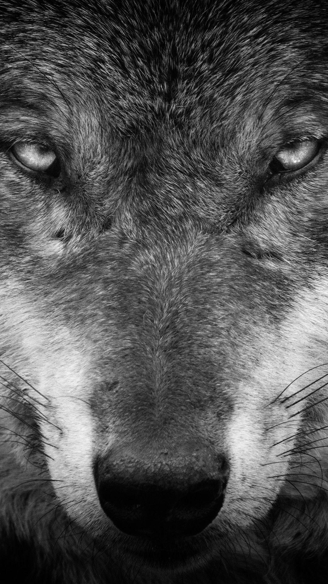 1080x1920 Black Wolf Wallpaper Dimension Black And White, HD