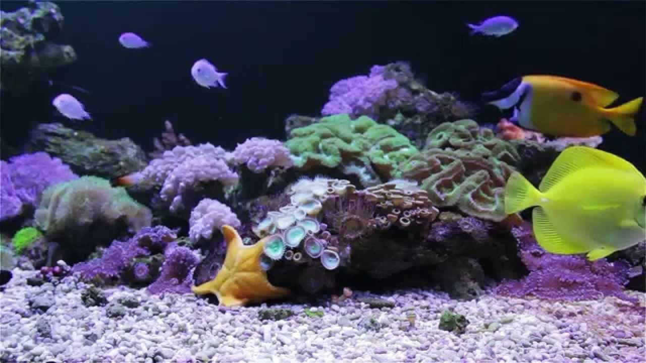 1280x720 Coral Reef Screensaver Video Coral Reef Tank