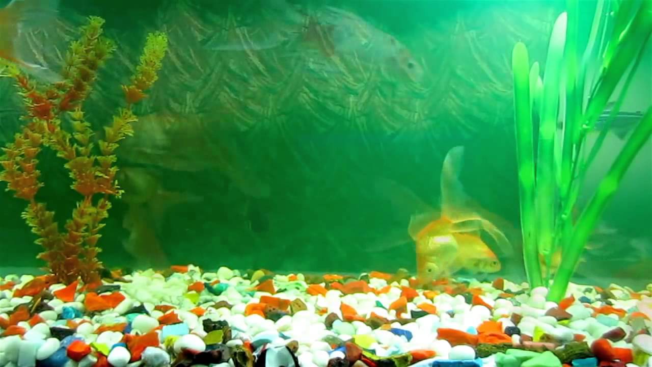1280x720 Animated Wallpaper and Desktop Background Aquarium mpg