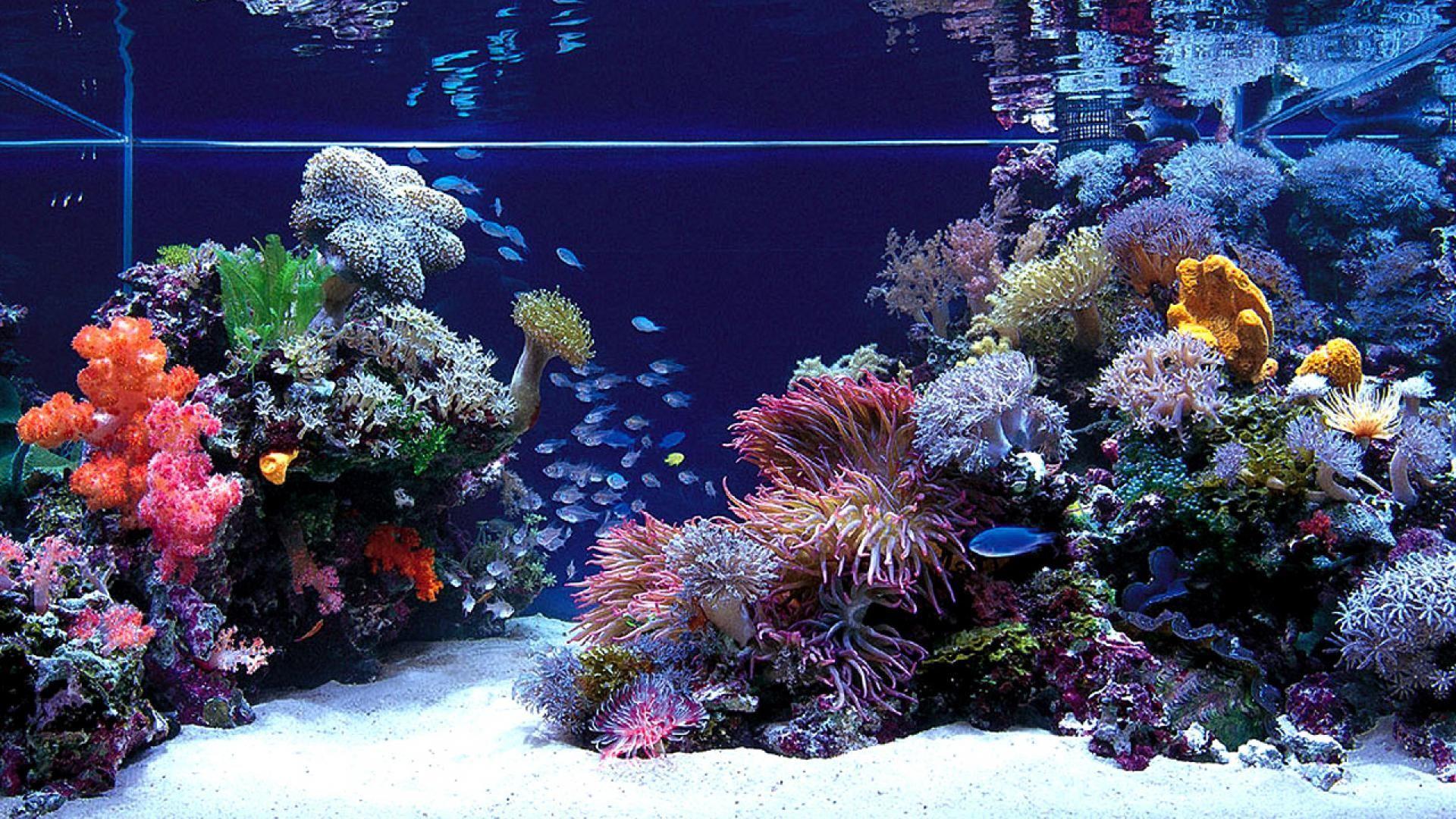 1920x1080 Aquarium Wallpaper