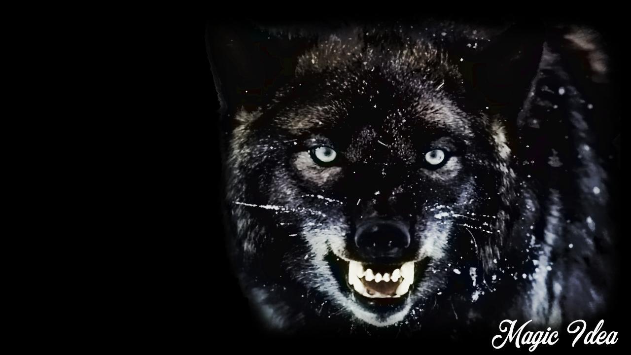 1280x720 Black Wolf Wallpaper for Android
