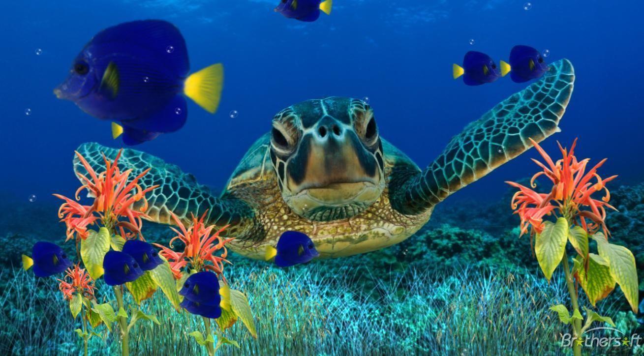 1309x724 Download Free Coral Reef Aquarium Screensaver, Coral Reef