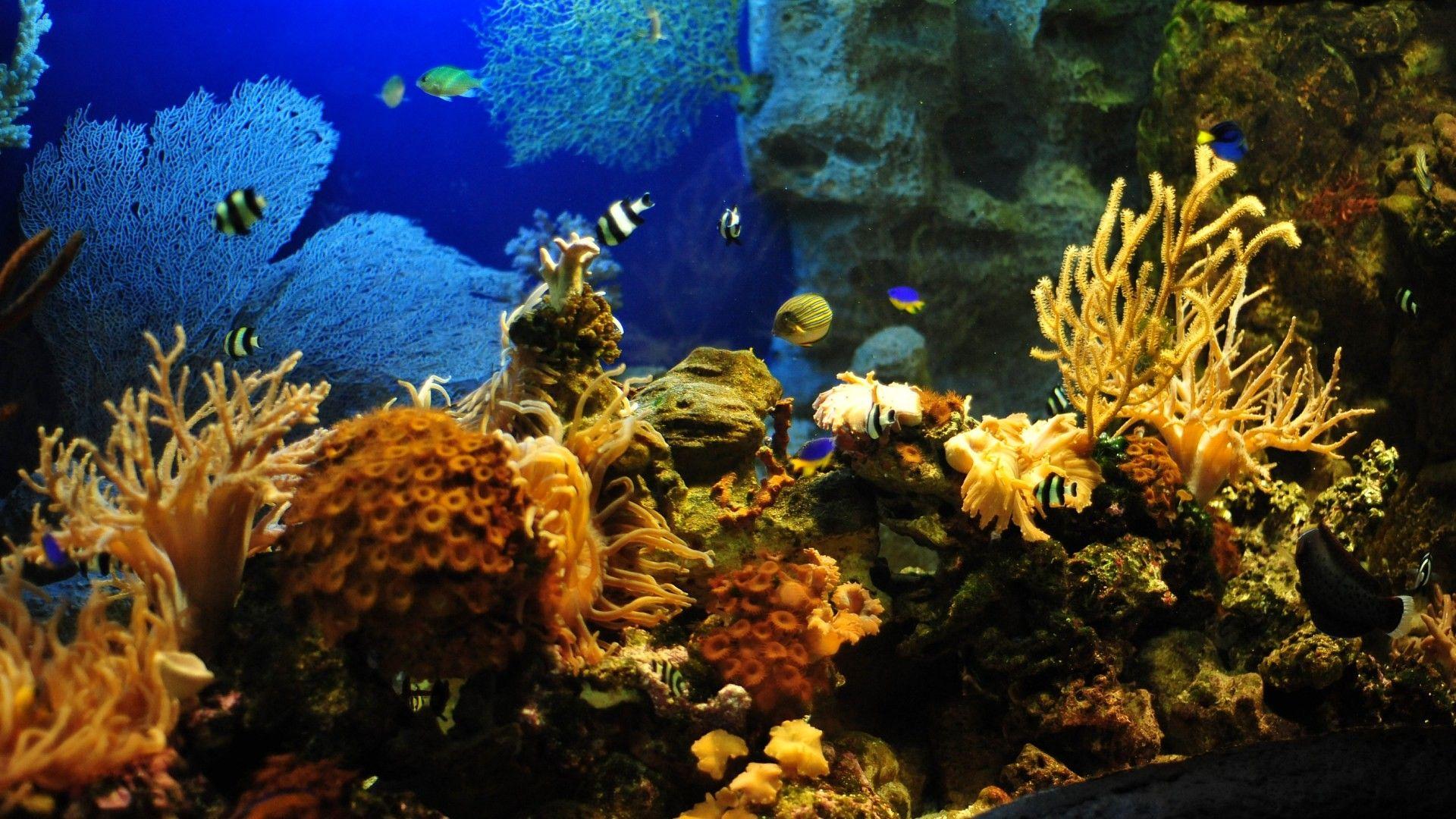 1920x1080 Free Aquarium Image Background Photo Windows Apple Amazing