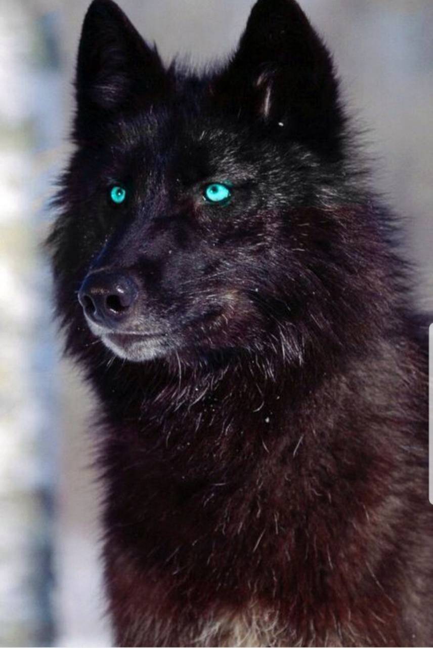 856x1280 Black wolf Wallpaper