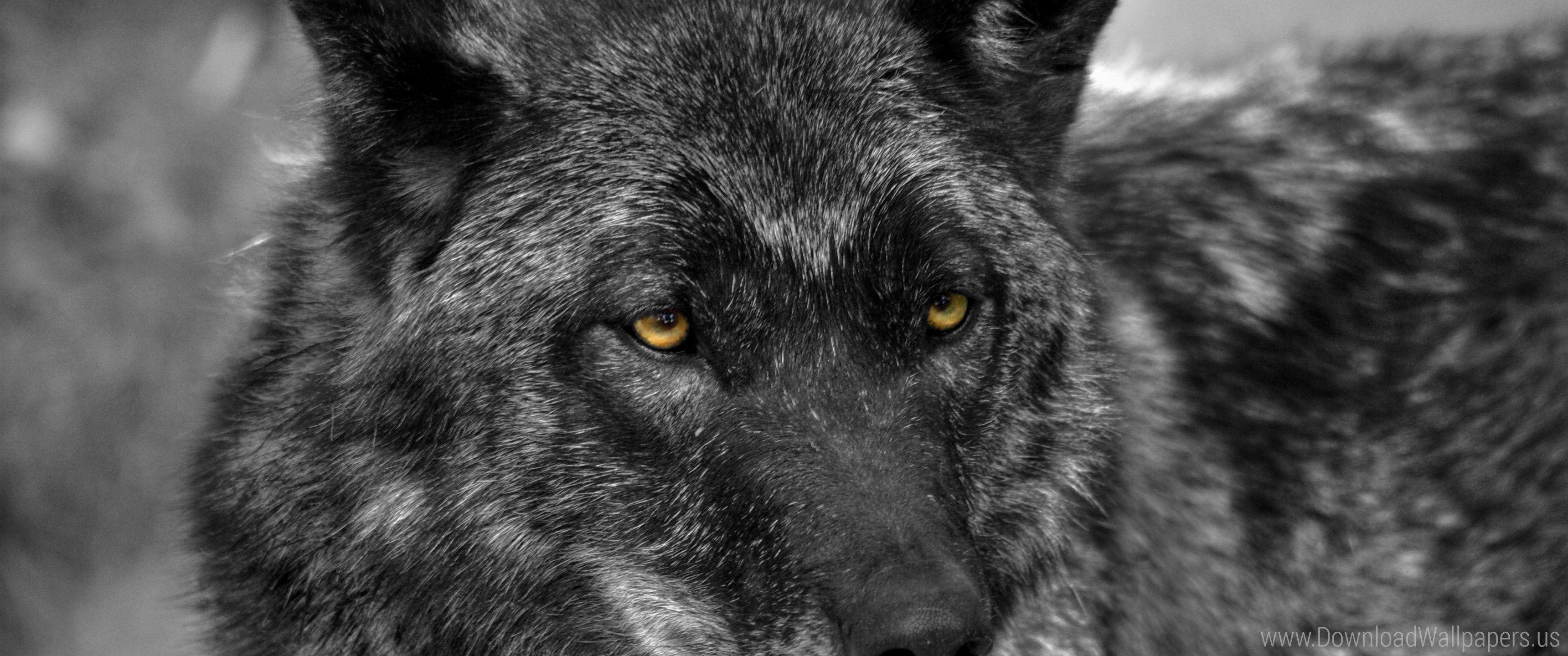 3440x1440 Download Wide 21:9 3440x1440 Wolf Wallpaper