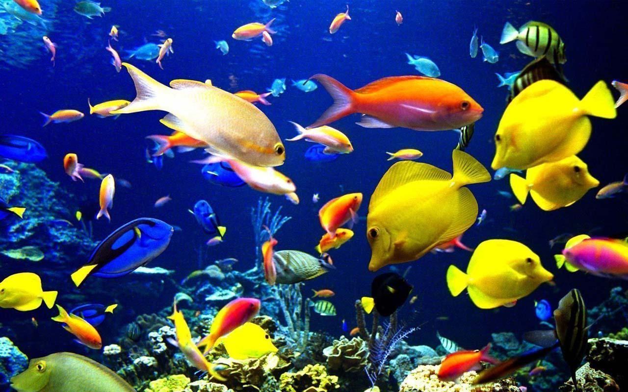 1280x800 Live Aquarium Wallpaper