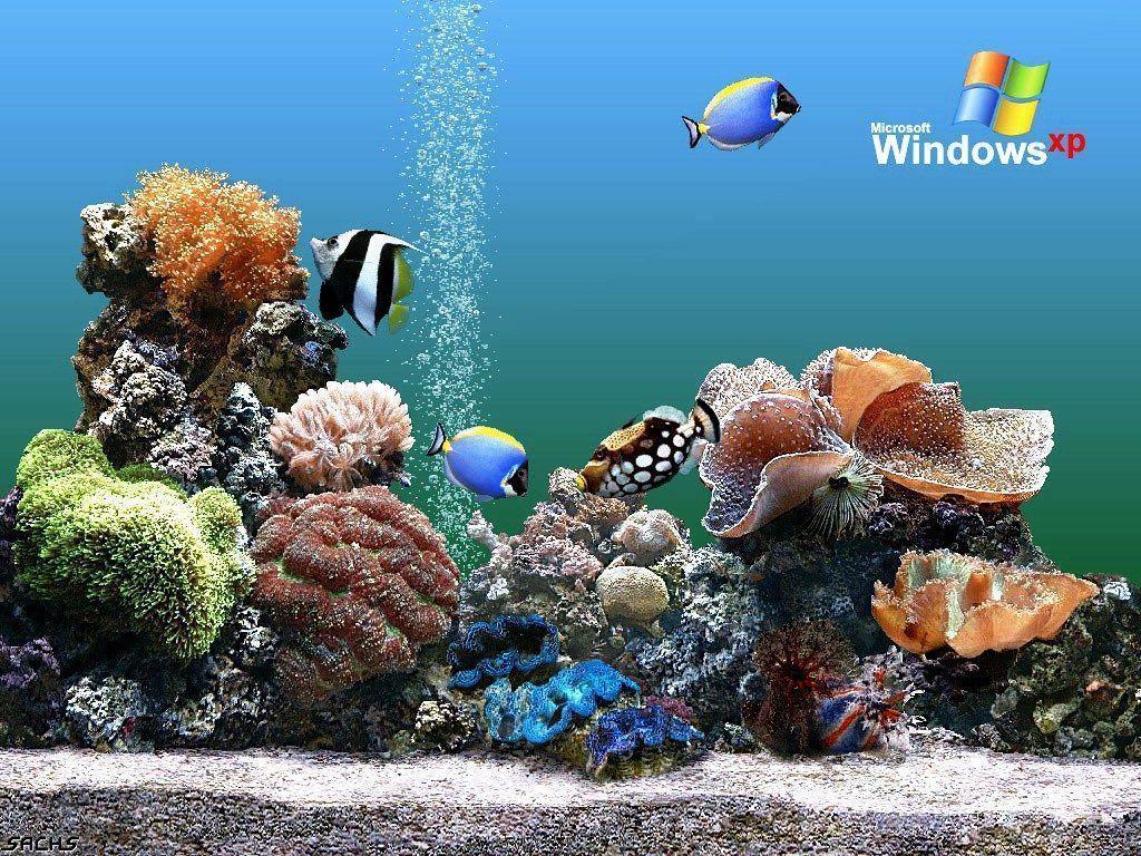 1024x768 Aquarium Background Picture
