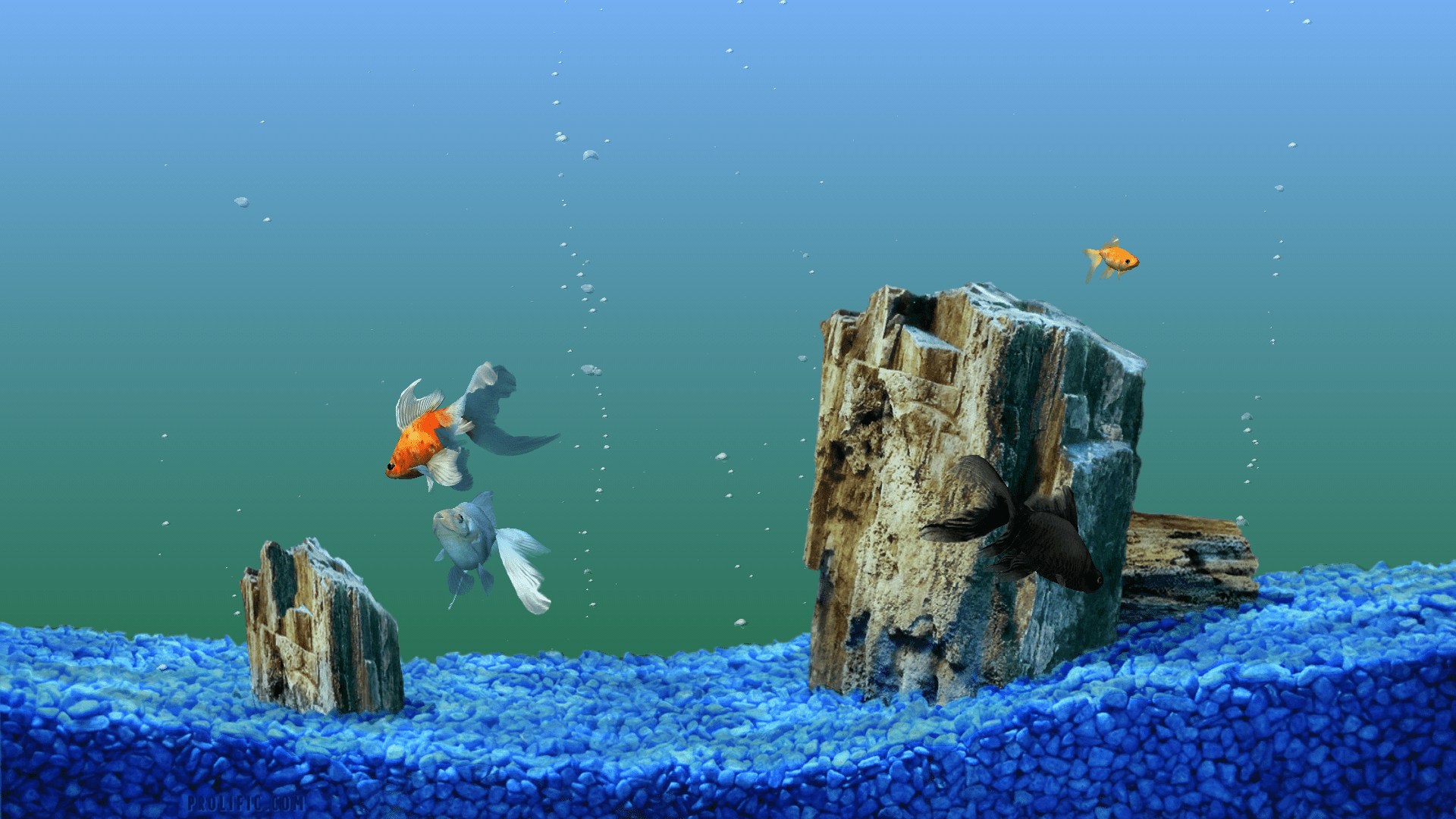 1920x1080 Free Desktop Fish Tank Picture