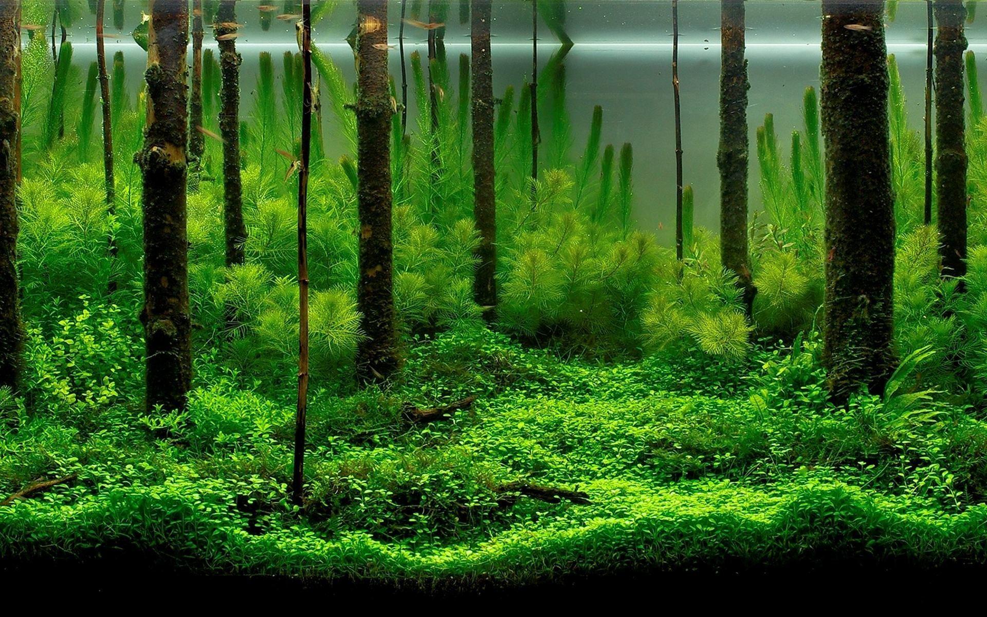 1920x1200 Amazing Aquarium Wallpaper