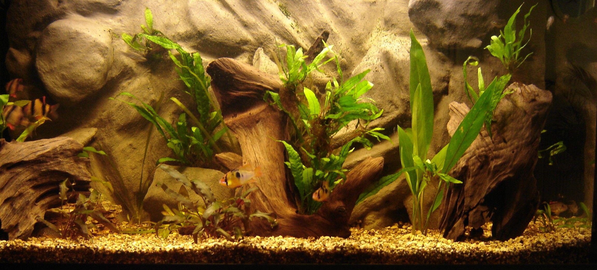 2301x1041 Aquarium Wallpaper HD