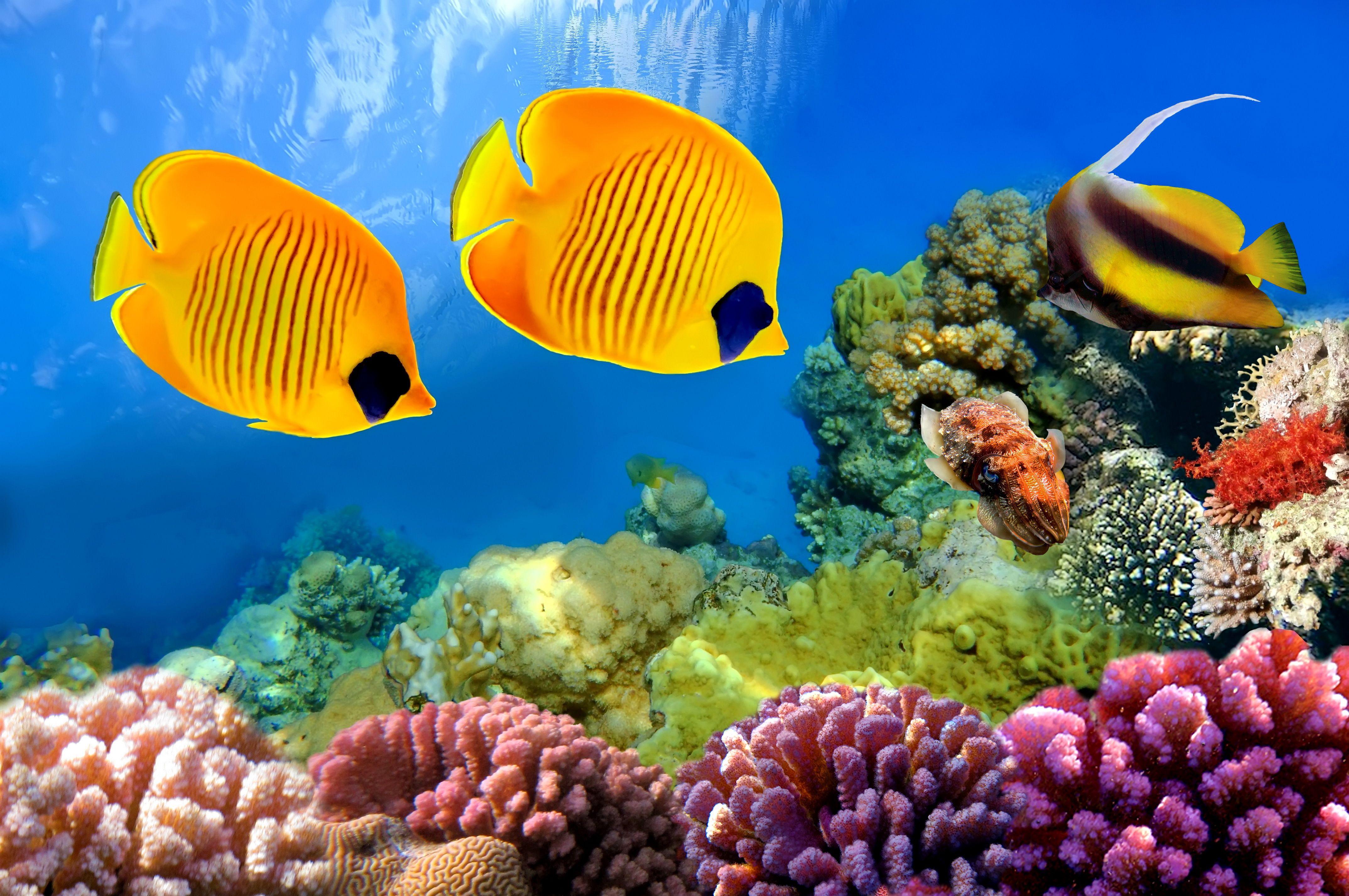 4295x2853 Free Download Aquarium Wallpaper