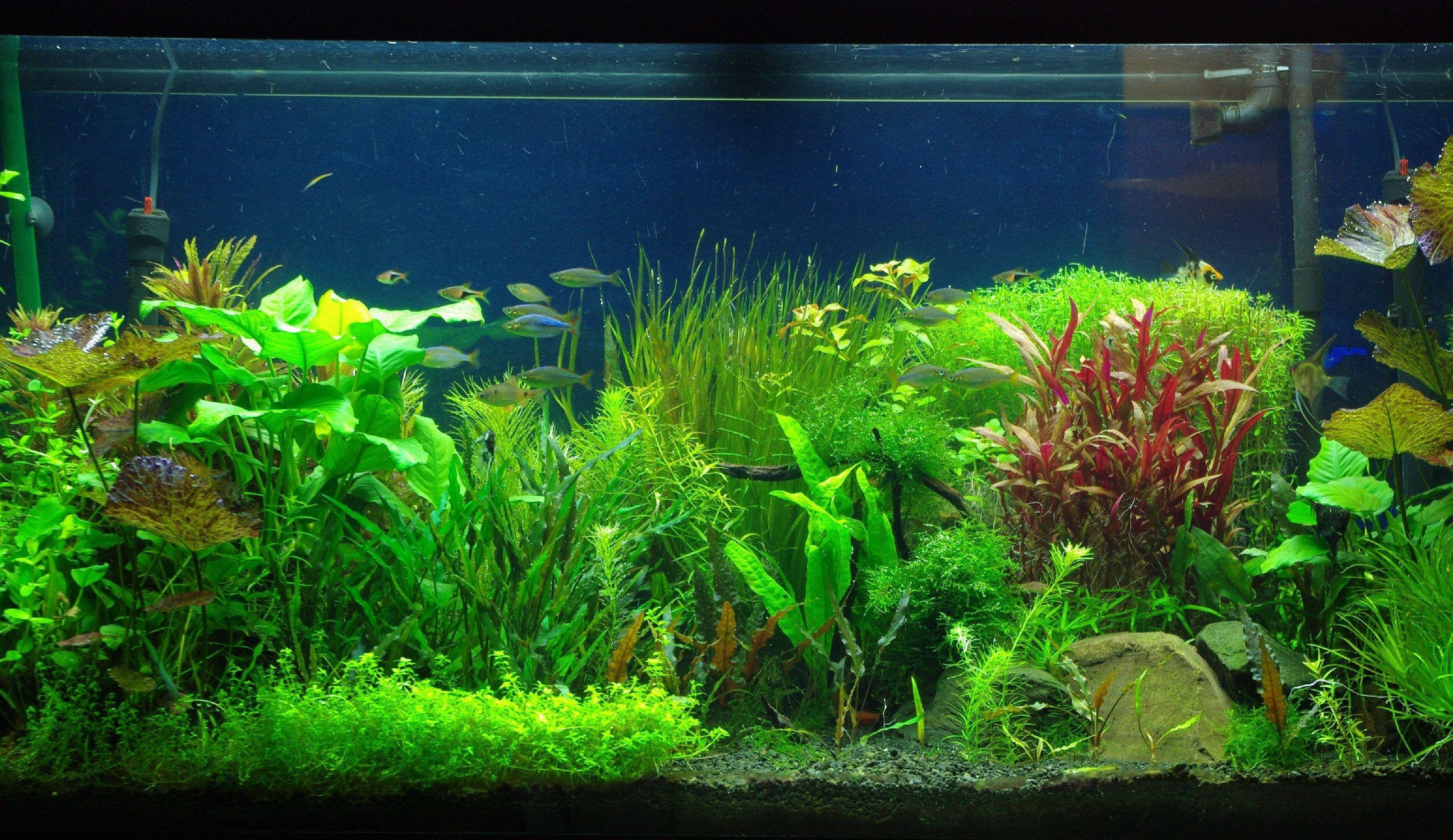 3098x1792 Moving Aquarium Wallpaper