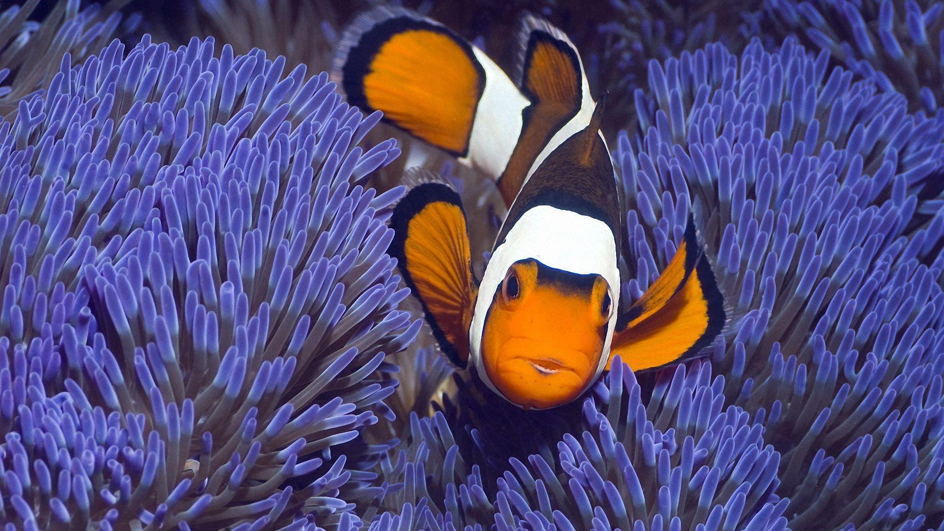 1920x1080 Tropical fish. Wallpaper for Android