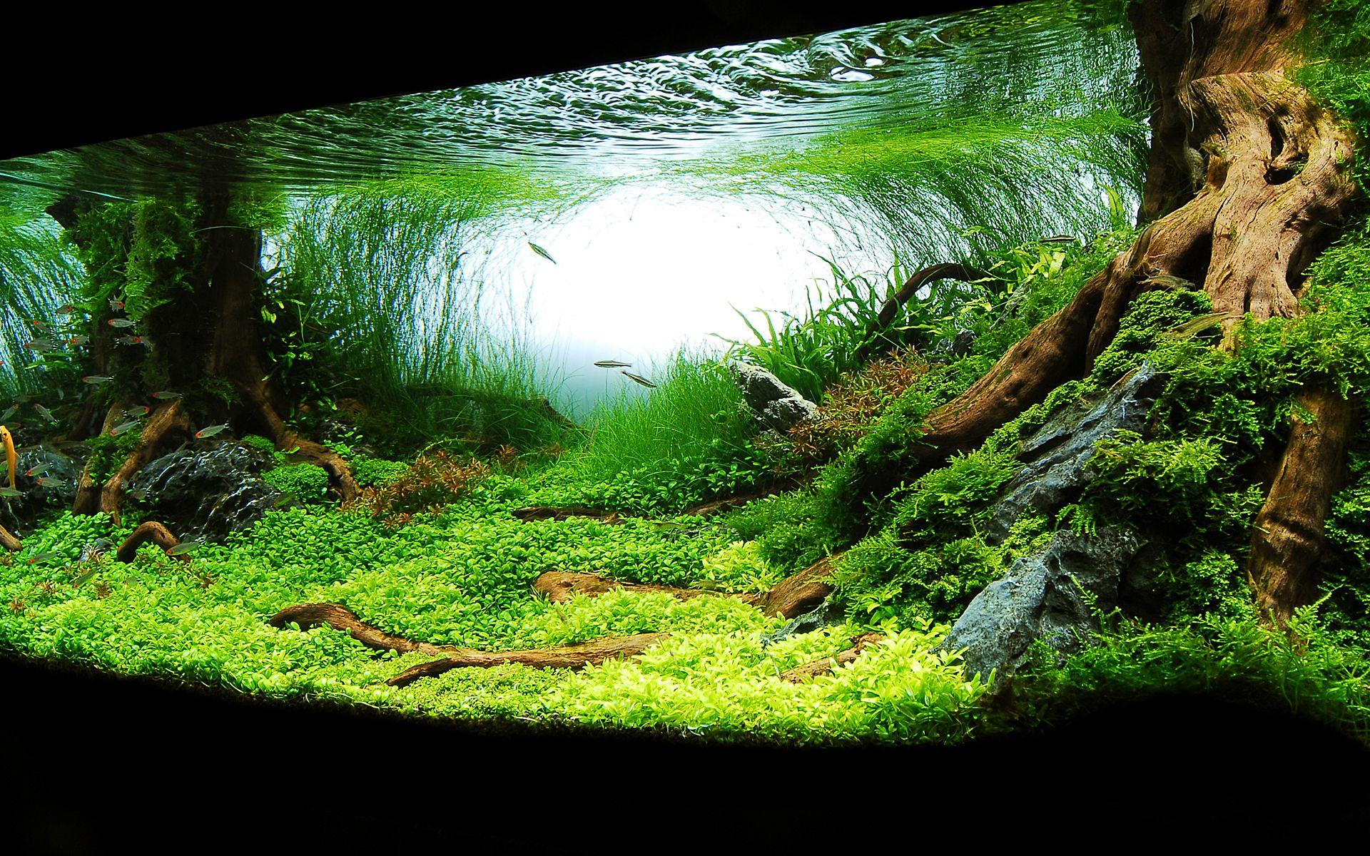 1920x1200 Aquarium Background Download Free