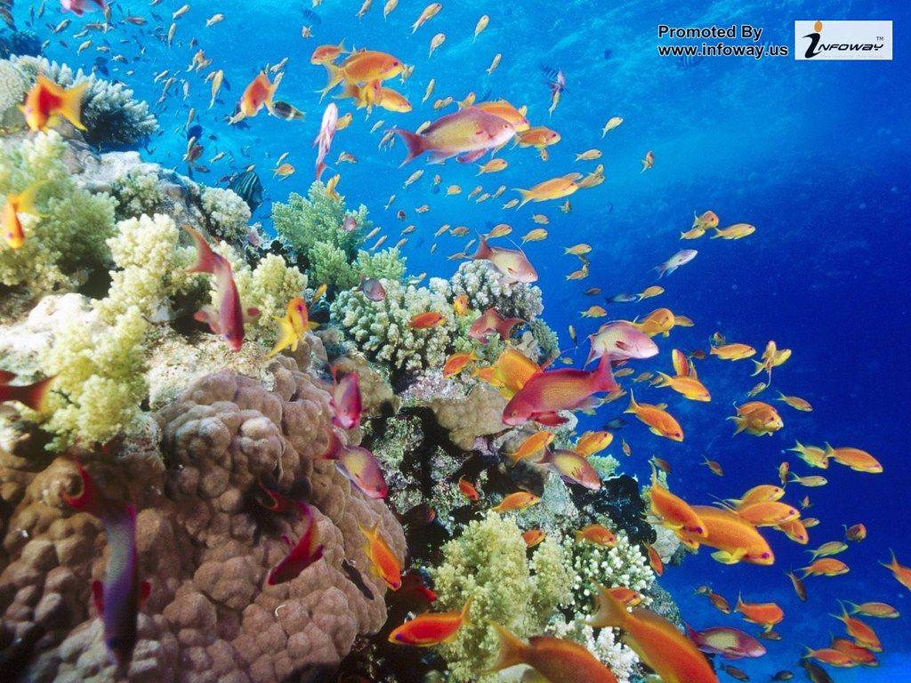 1024x768 hd wallpaper tropical fish wallpaper. HD wallpaper tropic